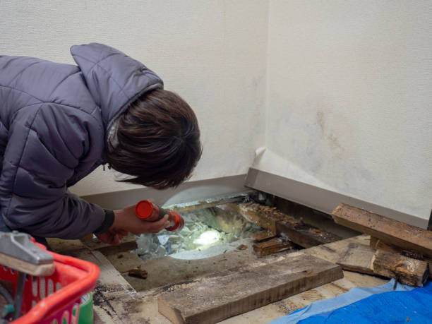 Best Attic Mold Removal  in Vicksburg, MS
