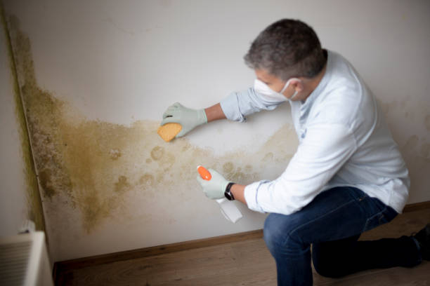 Best Residential Mold Inspection & Testing  in Vicksburg, MS