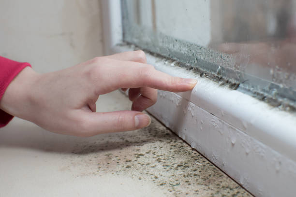 Best Black Mold Removal  in Vicksburg, MS