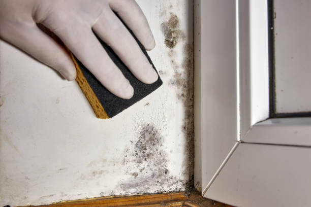 Best Black Mold Removal  in Vicksburg, MS